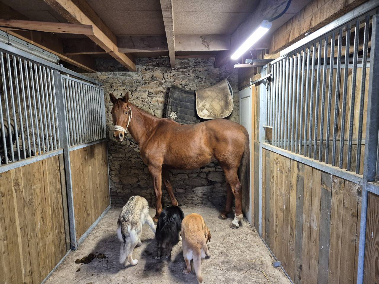 Jument aa pour loisir ou endurance