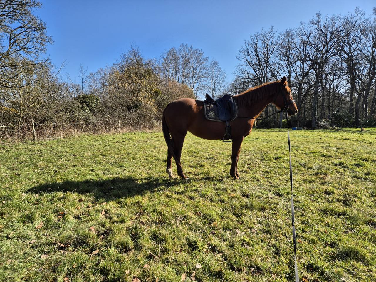 Jument aa pour loisir ou endurance