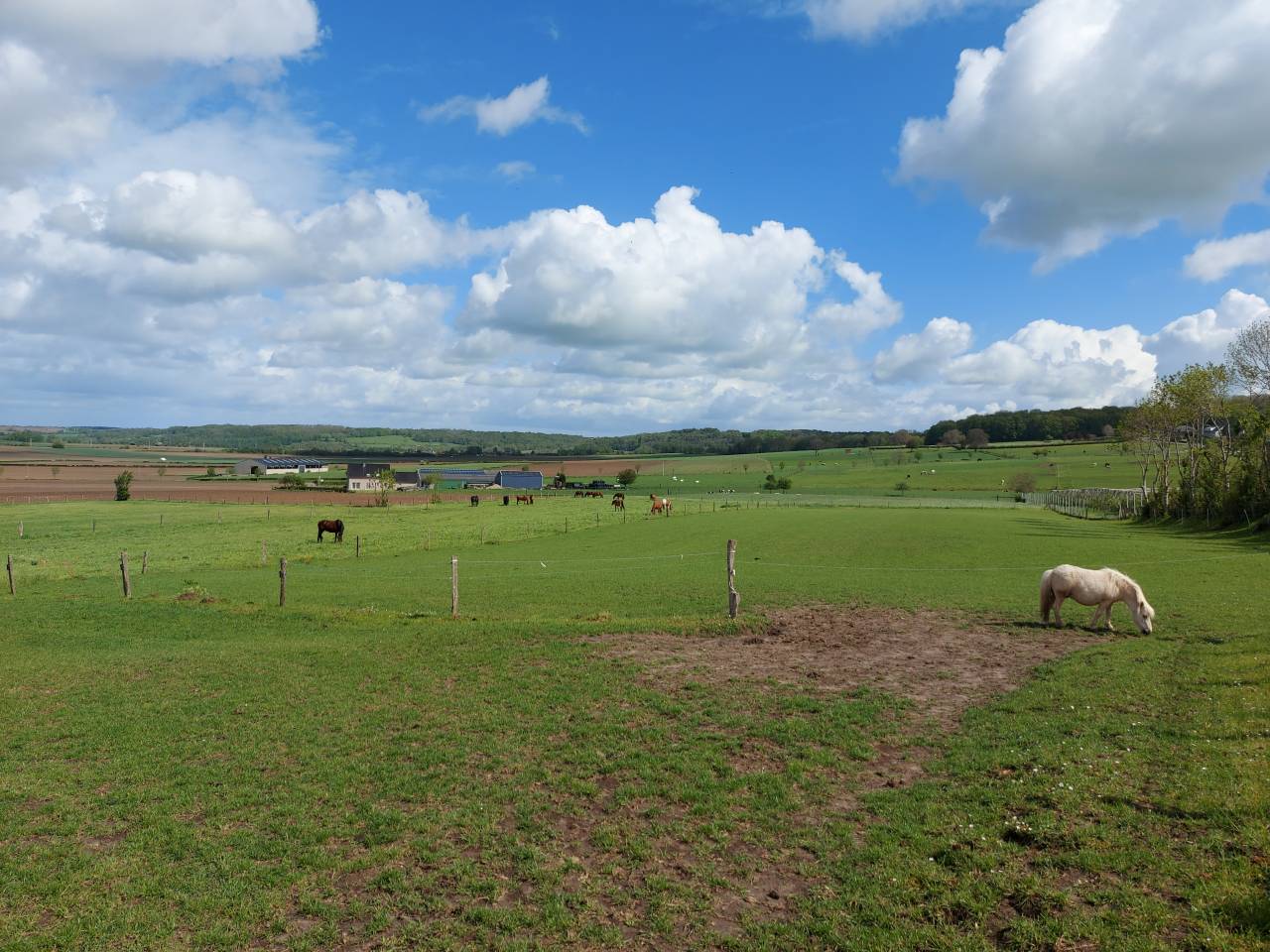 pension chevaux , P&acirc;turage + hangar 
