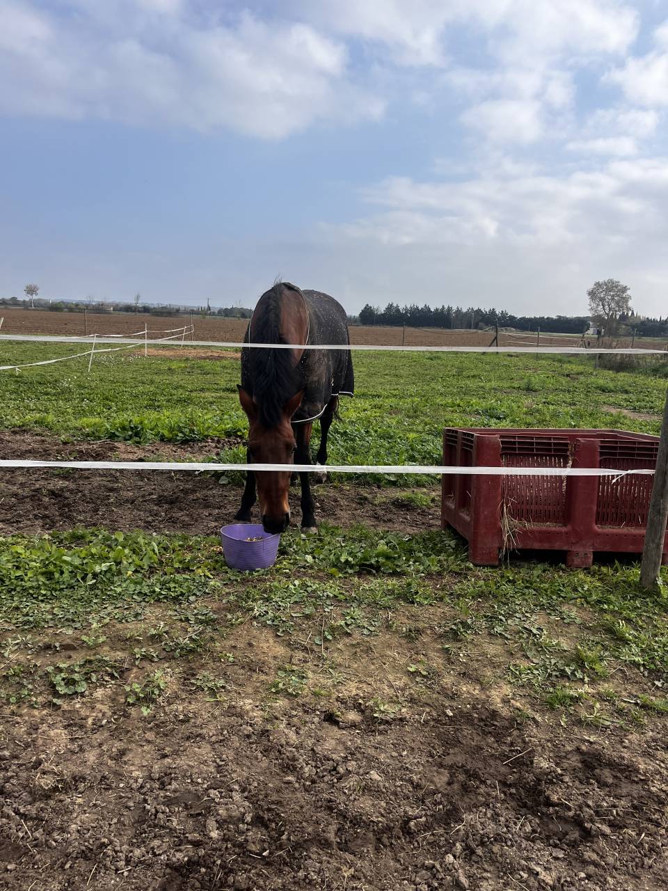 &Eacute;curies de dressage du Petit Malherbes 30470 Aimargues