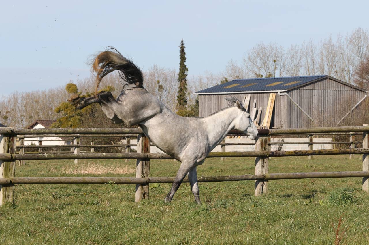 Actinium Brimbelles Z 