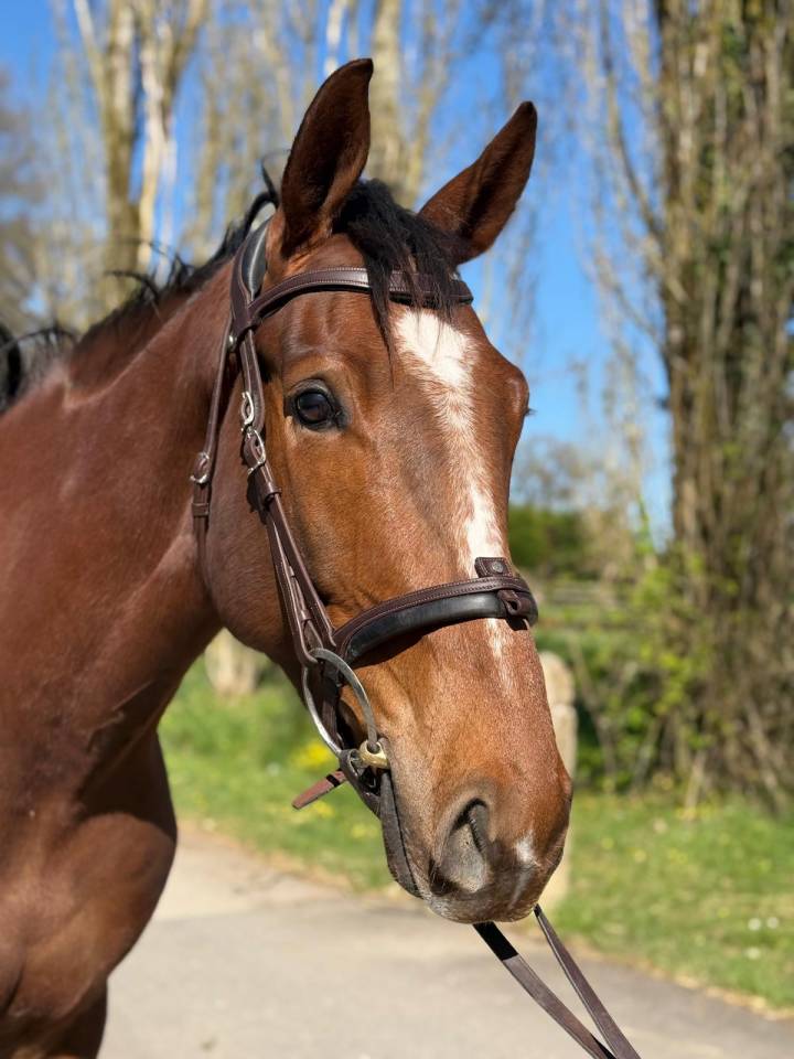 Hongre SF de 4 ans par Candy de Nantuel
