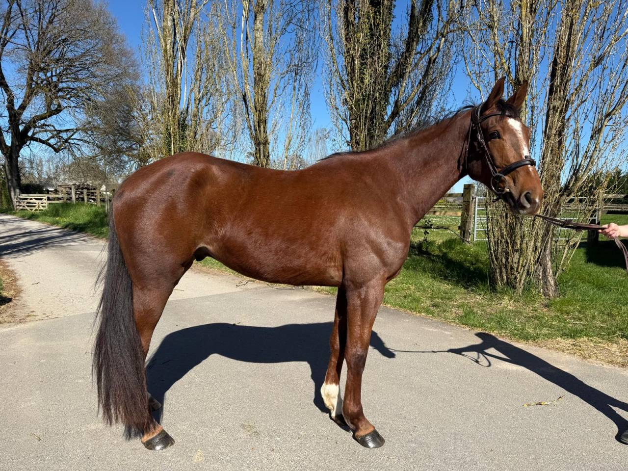 Hongre SF de 4 ans par Candy de Nantuel