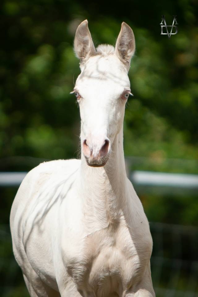 Poulain Pure Race Espagnole Crème/Pearl 