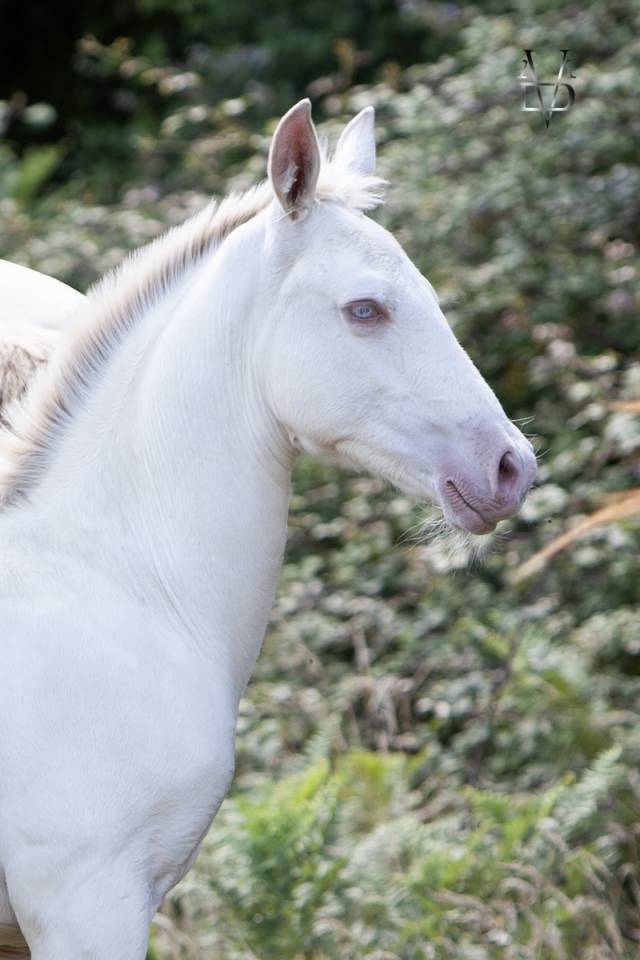 Poulain Pure Race Espagnole Crème/Pearl 