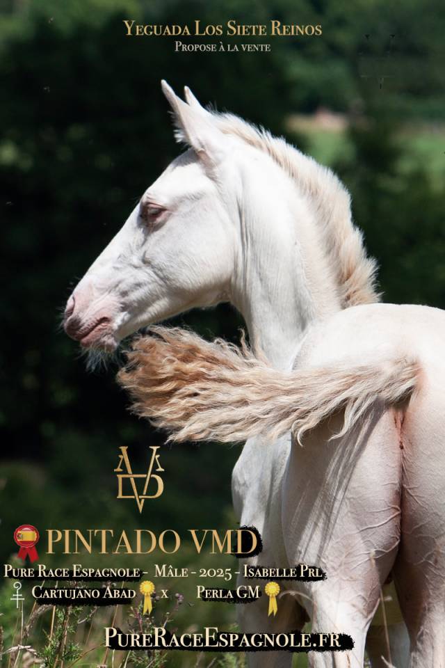 Poulain Pure Race Espagnole Crème/Pearl 