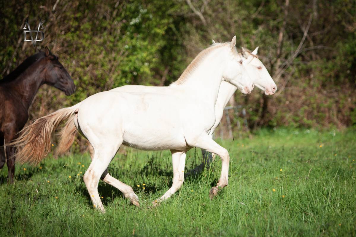 Poulain Pure Race Espagnole Cr&egrave;me/Pearl &agrave; vendre