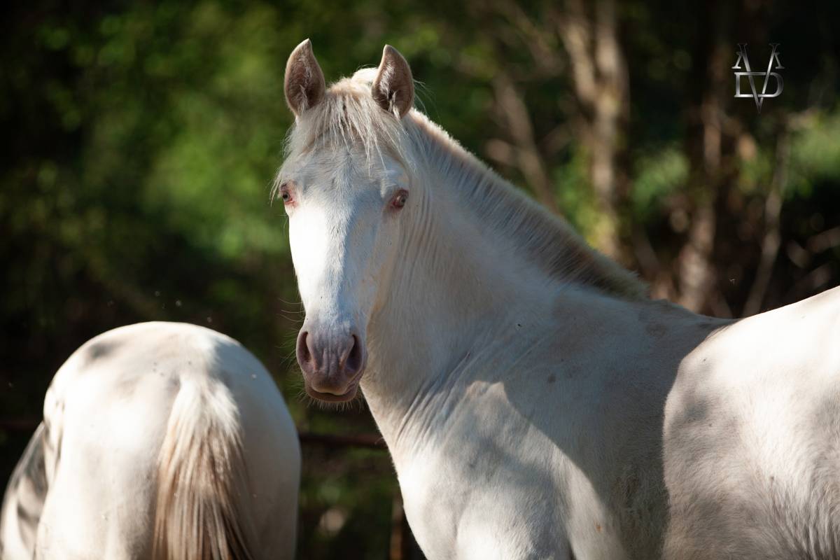 Poulain Pure Race Espagnole Cr&egrave;me/Pearl &agrave; vendre