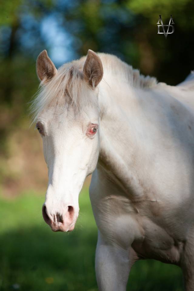 Poulain Pure Race Espagnole Cr&egrave;me/Pearl &agrave; vendre