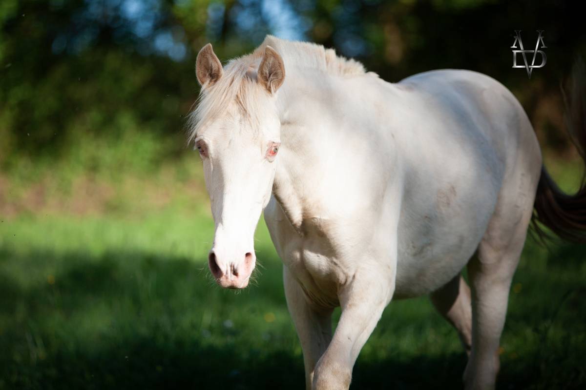 Poulain Pure Race Espagnole Cr&egrave;me/Pearl &agrave; vendre
