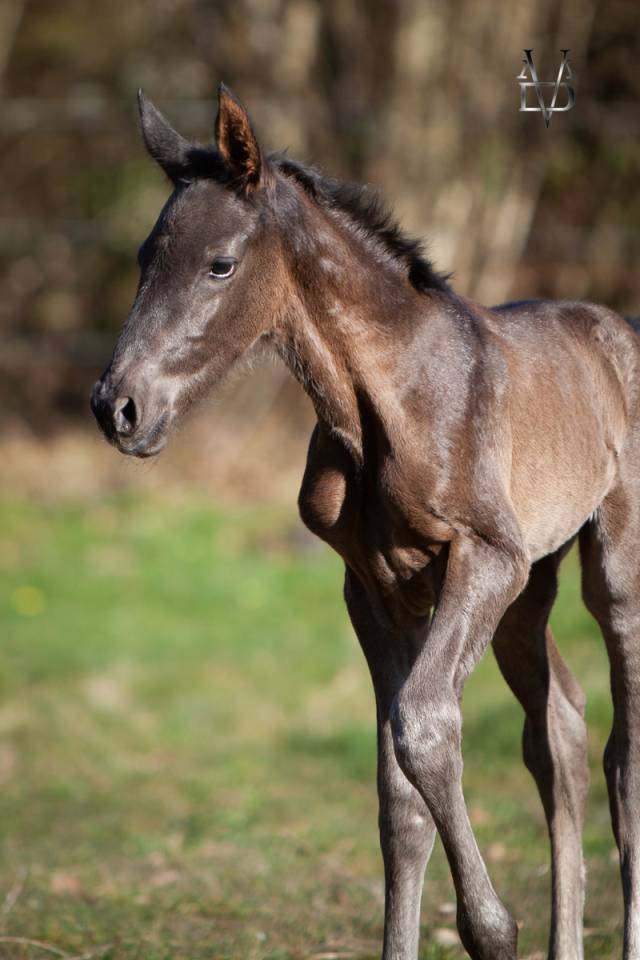 Poulain Pure Race Espagnole Noir 