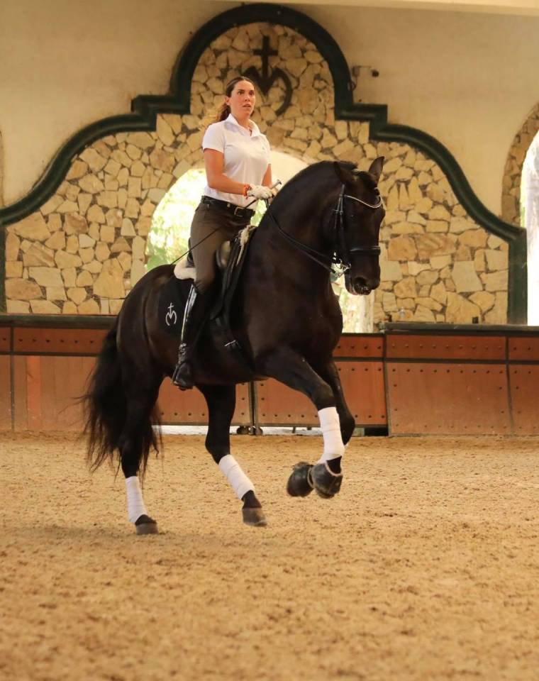 Poulain Pure Race Espagnole Noir 