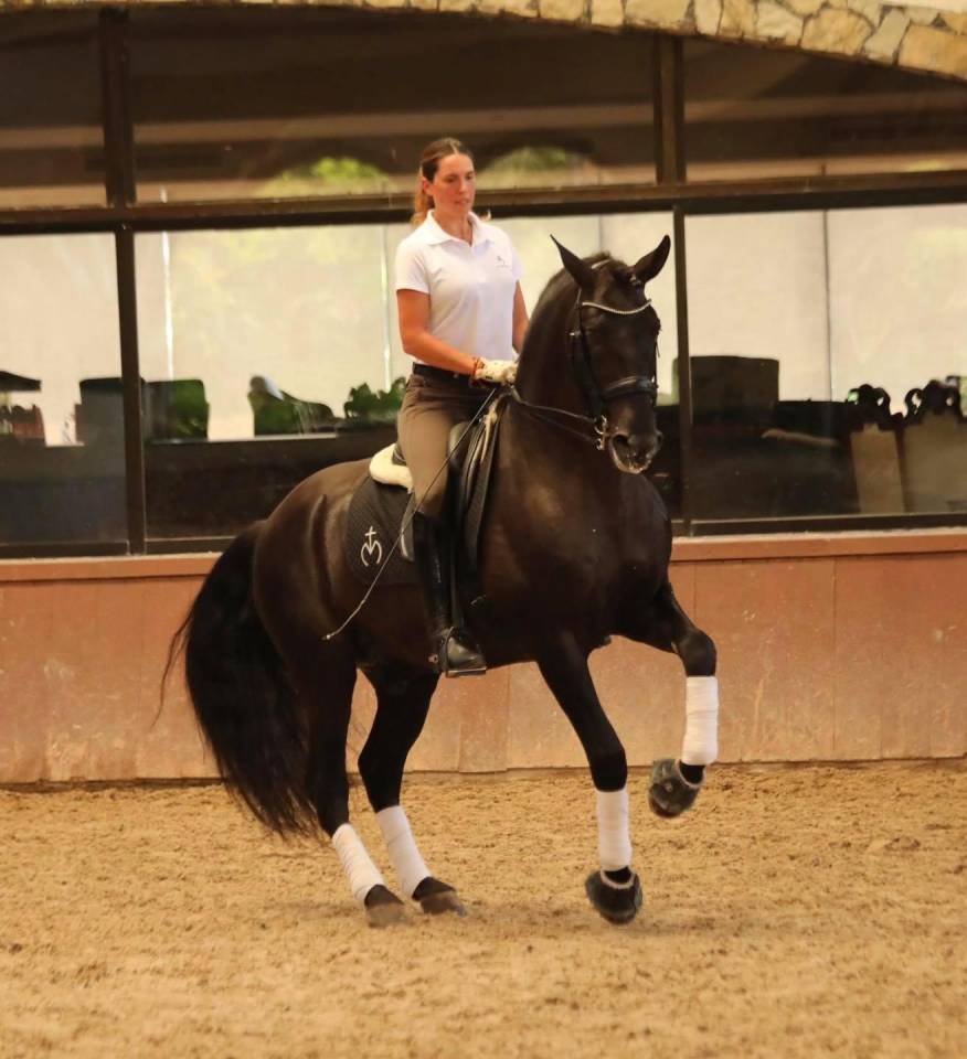 Poulain Pure Race Espagnole Noir 