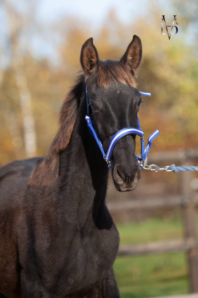 Poulain Pure Race Espagnole Noir 