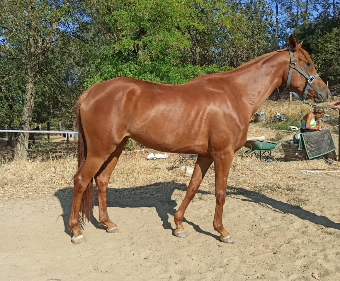 JUMENT DSA  50% 8 ANS