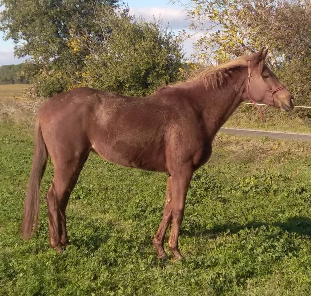 JUMENT DSA  50% 8 ANS