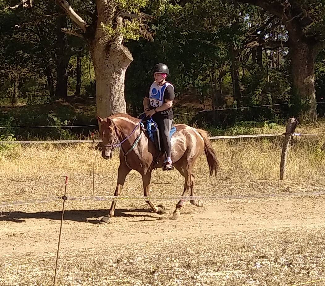 JUMENT DSA  50% 8 ANS