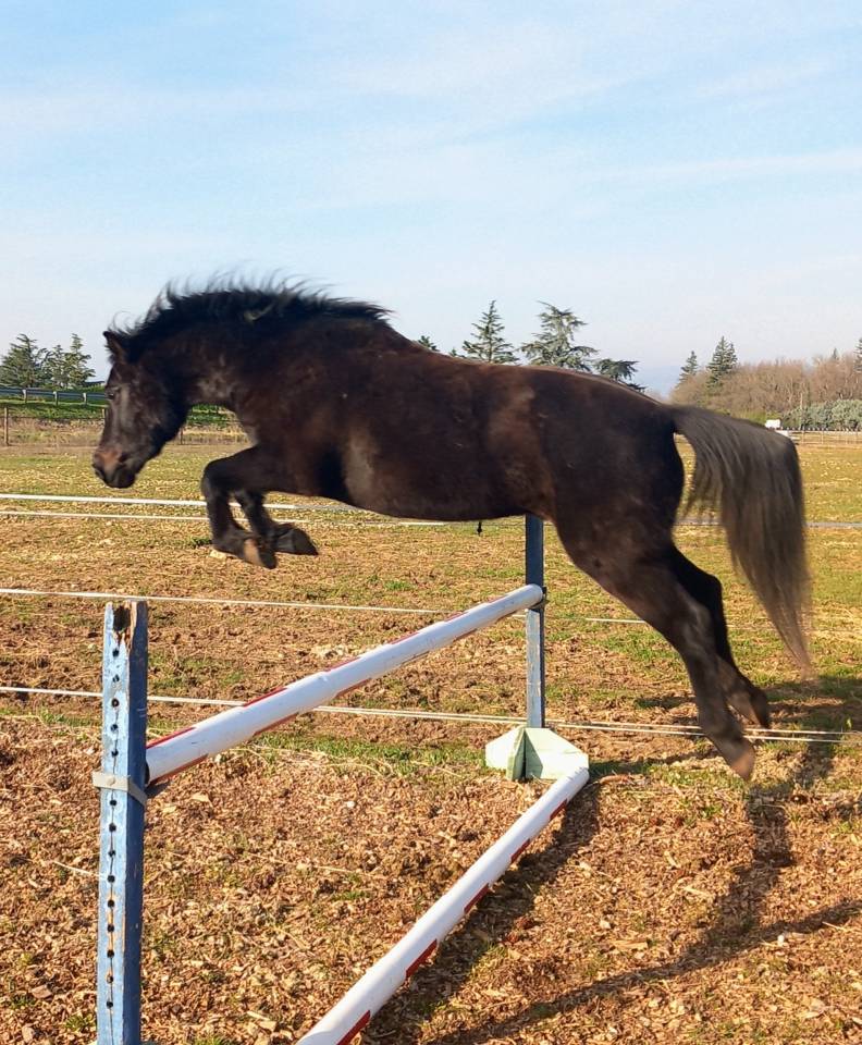 Poney demi sang Shagya 