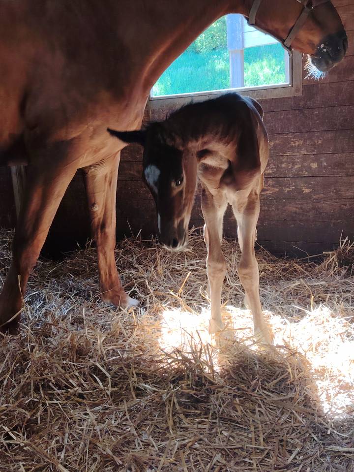 Pouliche sf très chic 