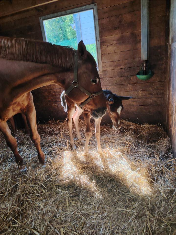 Pouliche sf très chic 