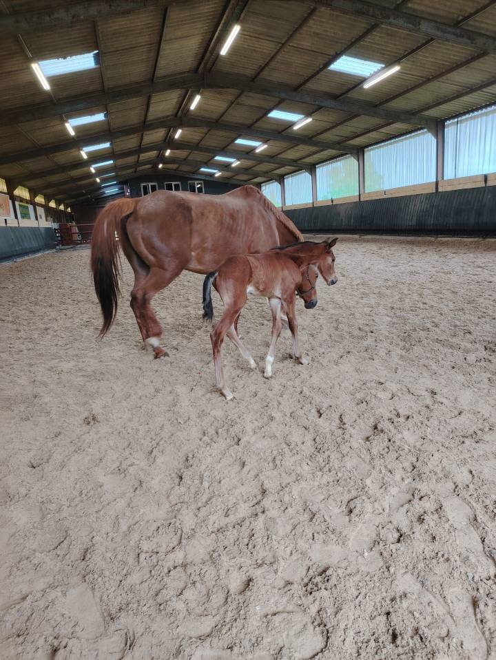 Pouliche sf très chic 