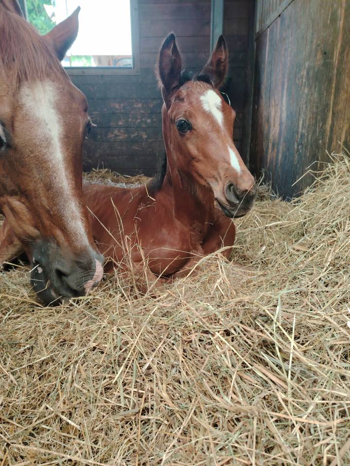 Pouliche sf très chic 