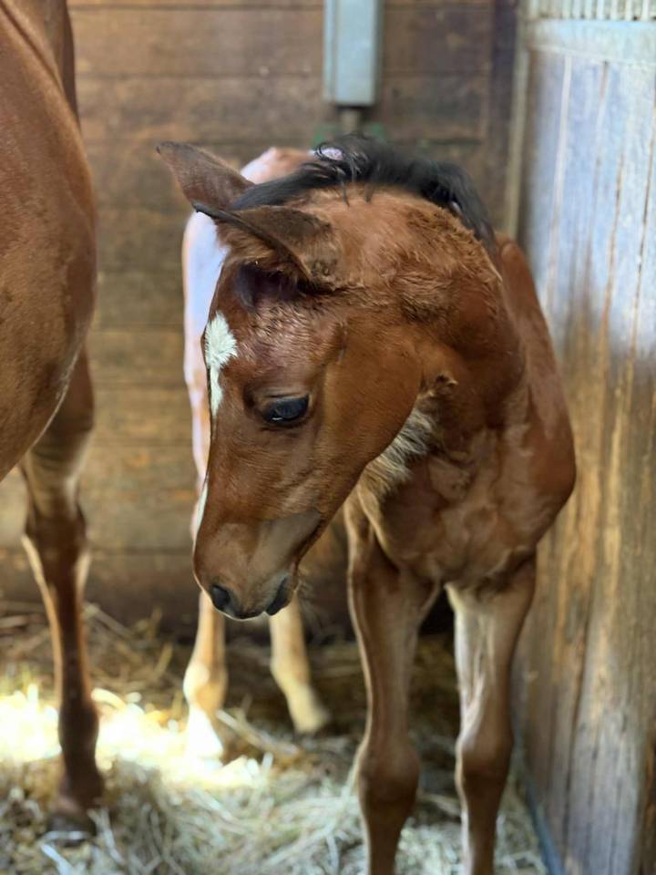 Pouliche sf très chic 