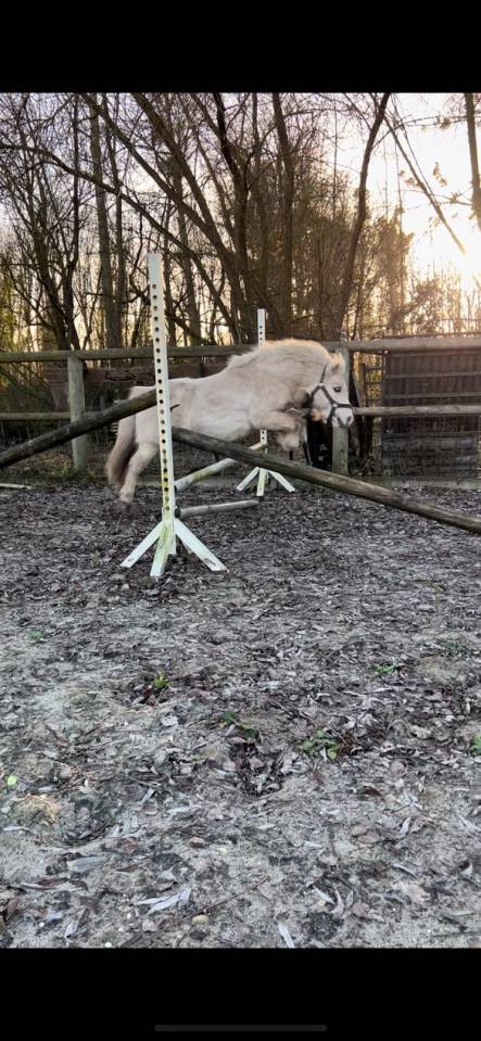 Saillie poney shetland plein papier