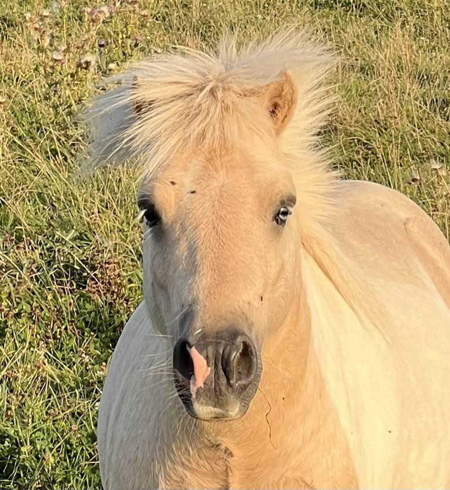 Saillie poney shetland plein papier