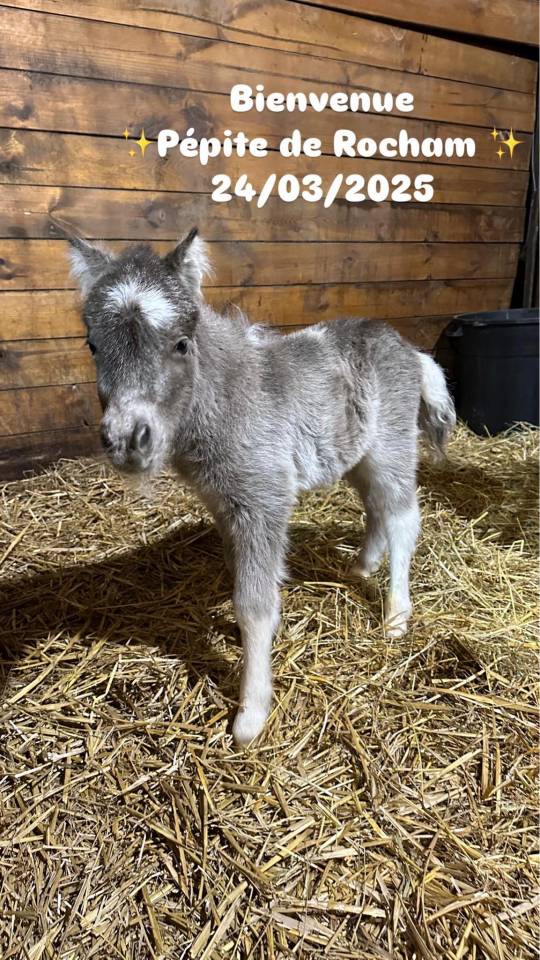 Saillie poney shetland plein papier