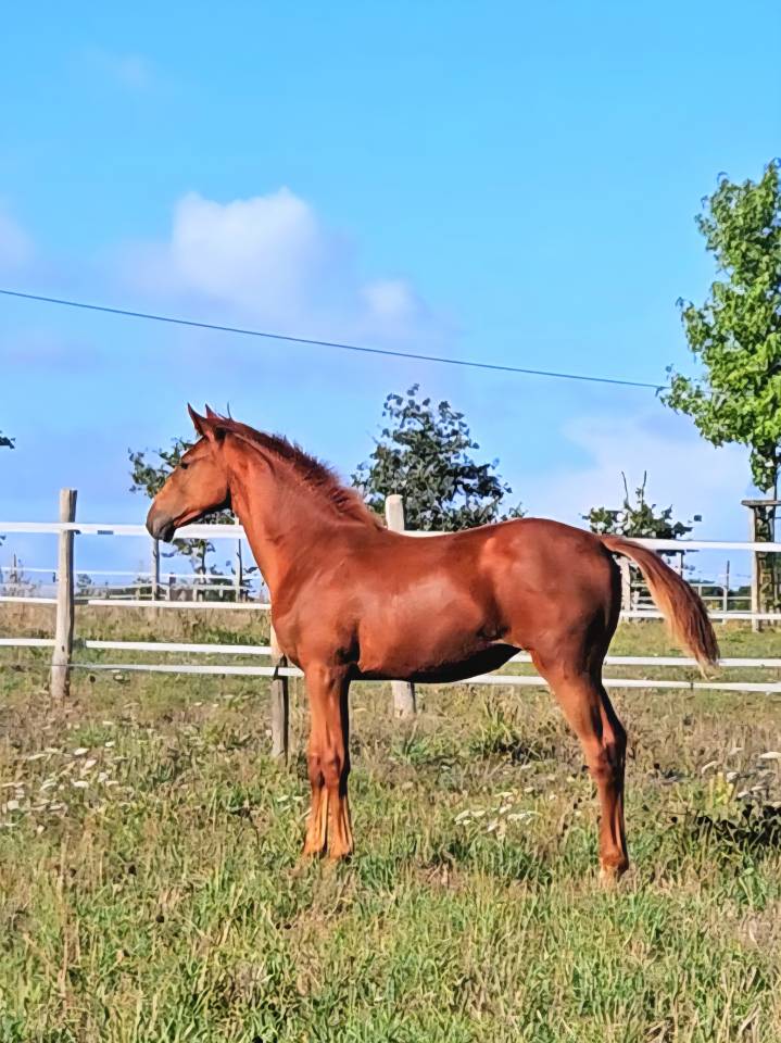 Poulinière + pouliche par Untouchable