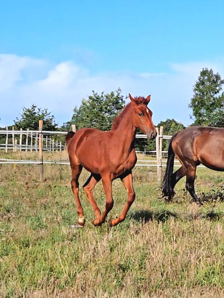 Poulinière + pouliche par Untouchable