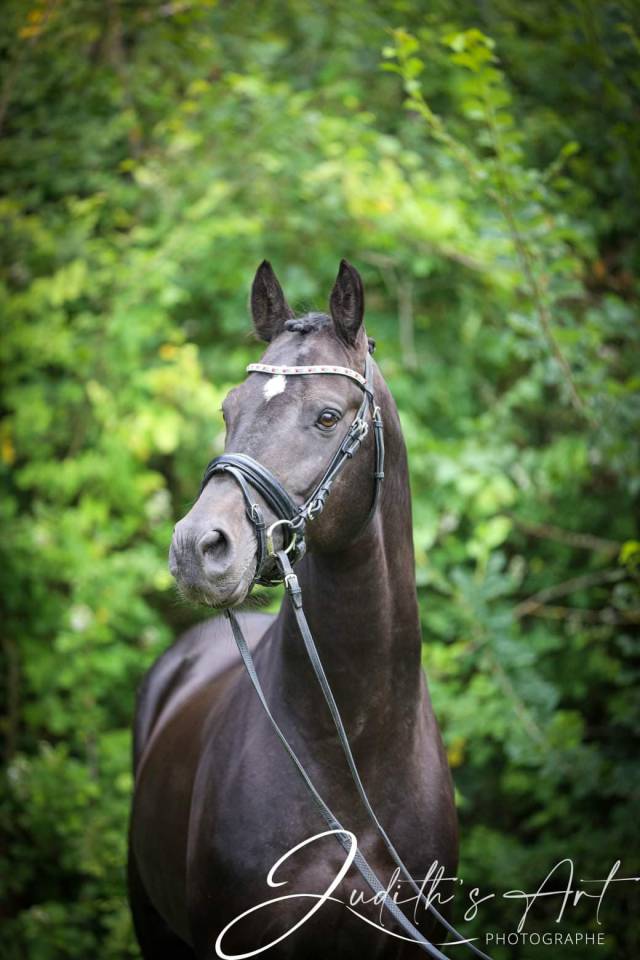Le top de l'étalon poney de DRESSAGE : UNDER COVER FAST