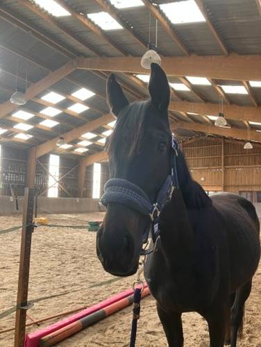 Jument de 3 ans, noir, 1,58