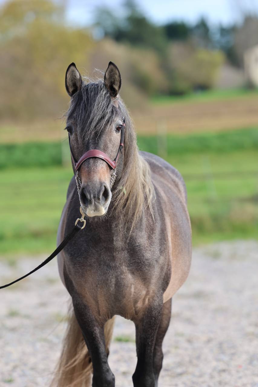 étalon Pure race espagnole Apto, excellentes origines