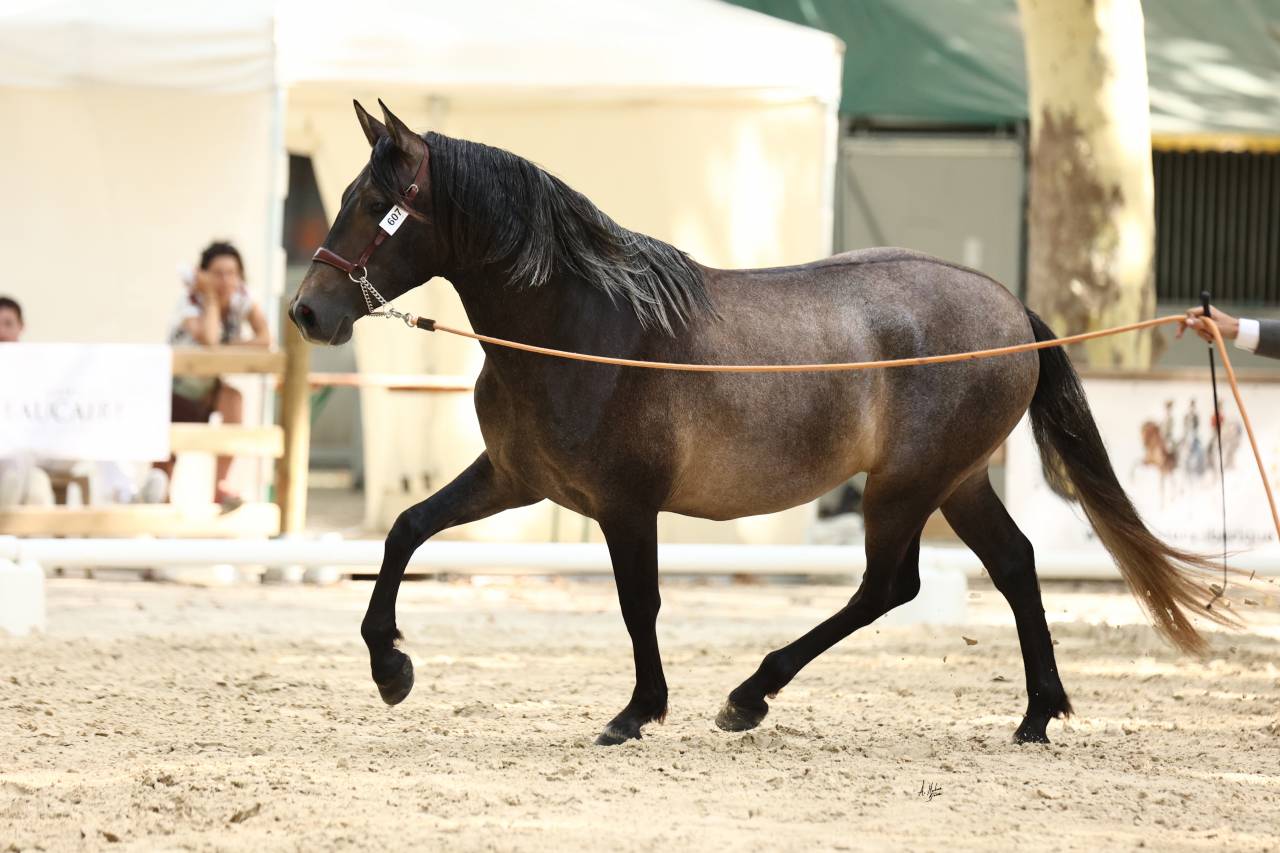 étalon Pure race espagnole Apto, excellentes origines