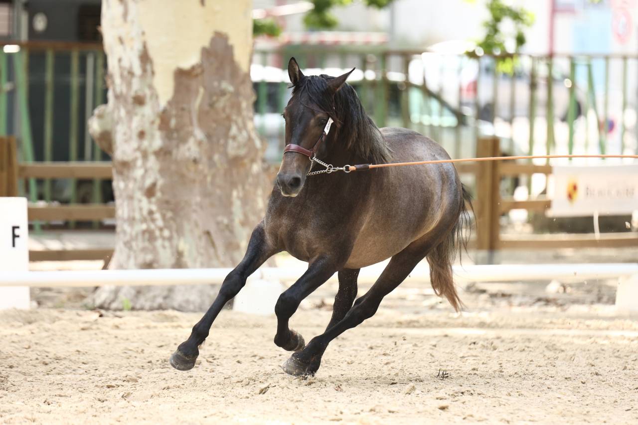étalon Pure race espagnole Apto, excellentes origines