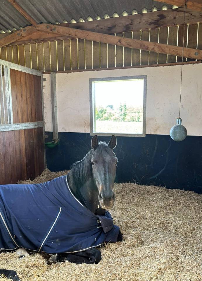 Quelques places disponibles au Haras de L’Auzance !