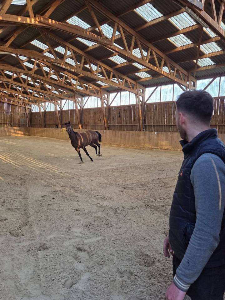 ECURIE DE PROPRIÉTAIRES - PENSIONS /30mn de Deauville 