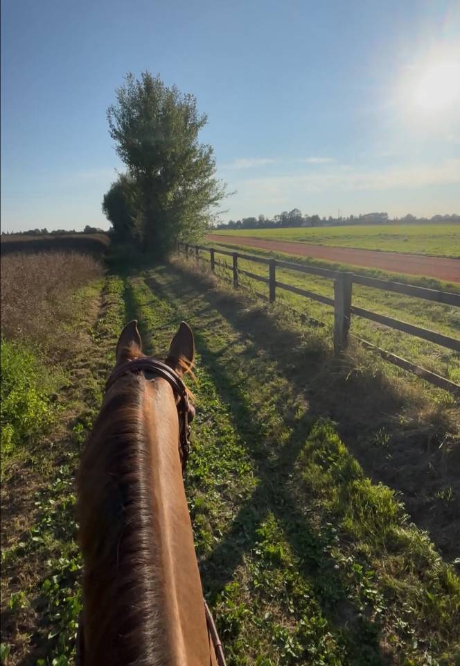 ECURIE DE PROPRIÉTAIRES - PENSIONS /30mn de Deauville 
