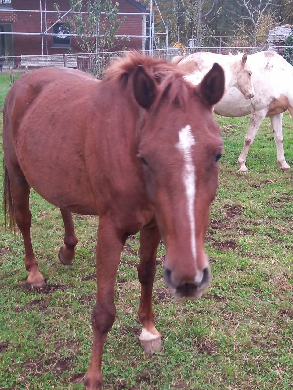 Jument Alezane BAISSE DE PRIX!