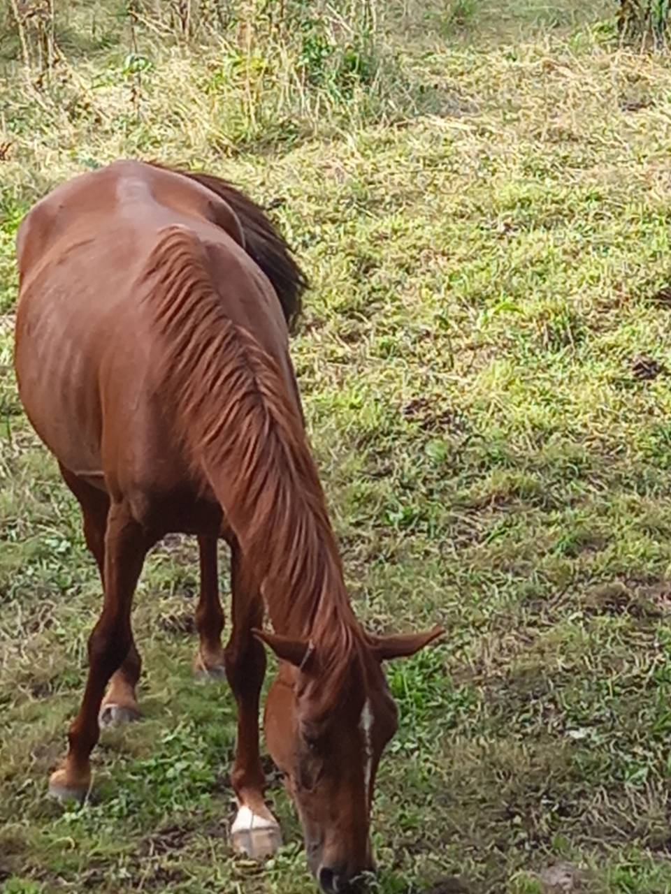 Jument Alezane BAISSE DE PRIX!