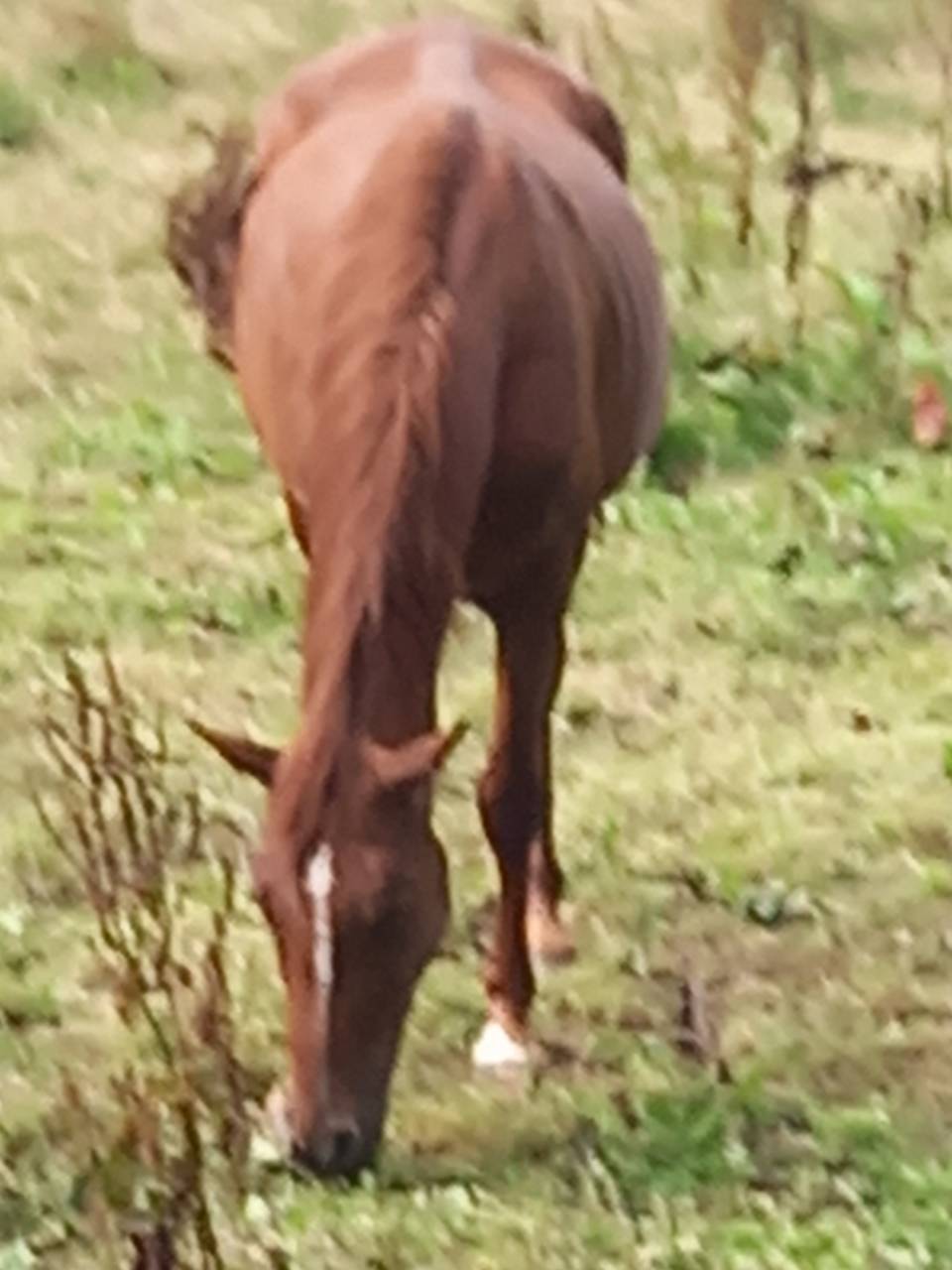 Jument Alezane BAISSE DE PRIX!