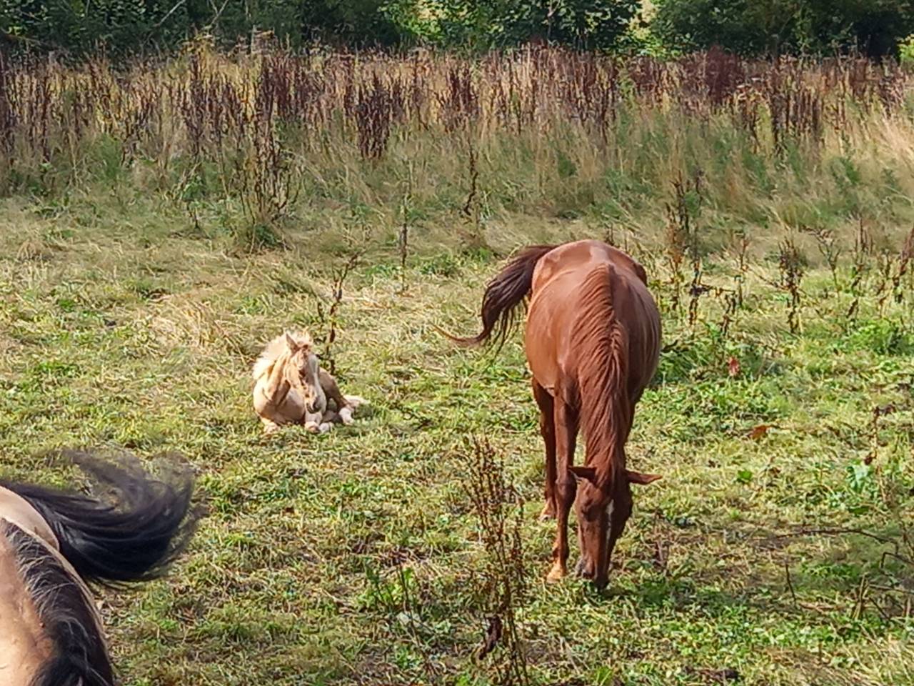 Jument Alezane BAISSE DE PRIX!