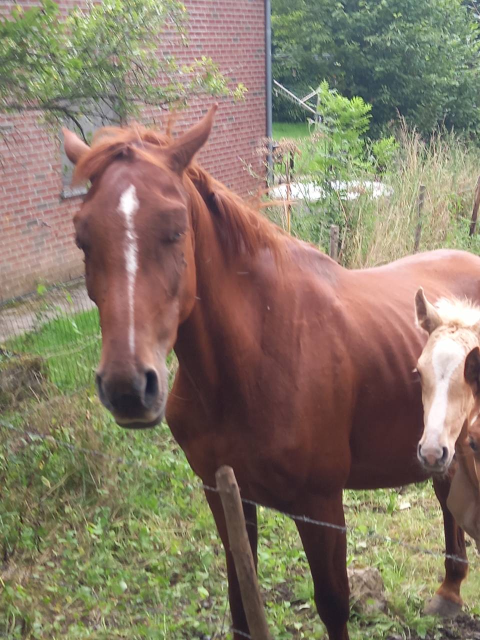 Jument Alezane BAISSE DE PRIX!