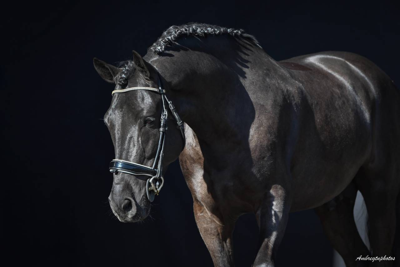 Meilleur New Forest de sa génération ! MERRIE MALACHIE