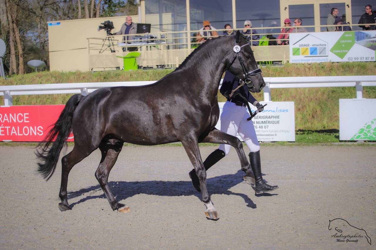 Meilleur New Forest de sa génération ! MERRIE MALACHIE