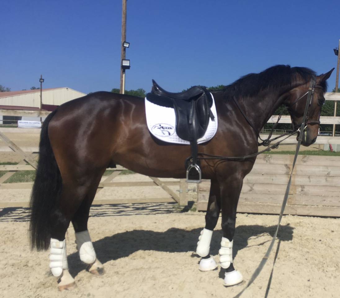 Cheval de sport 