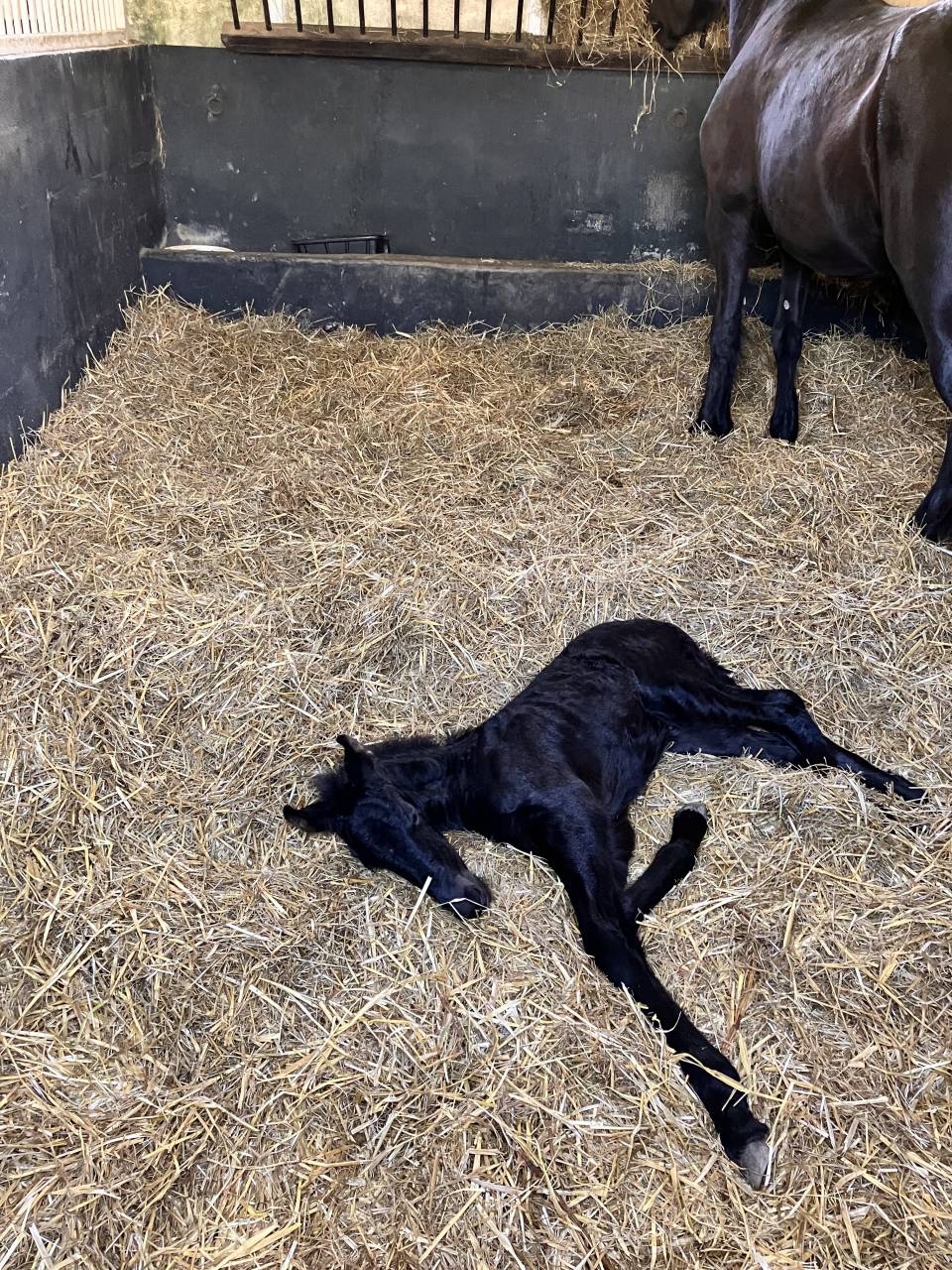 Pouliche Frisonne Pleins Papiers