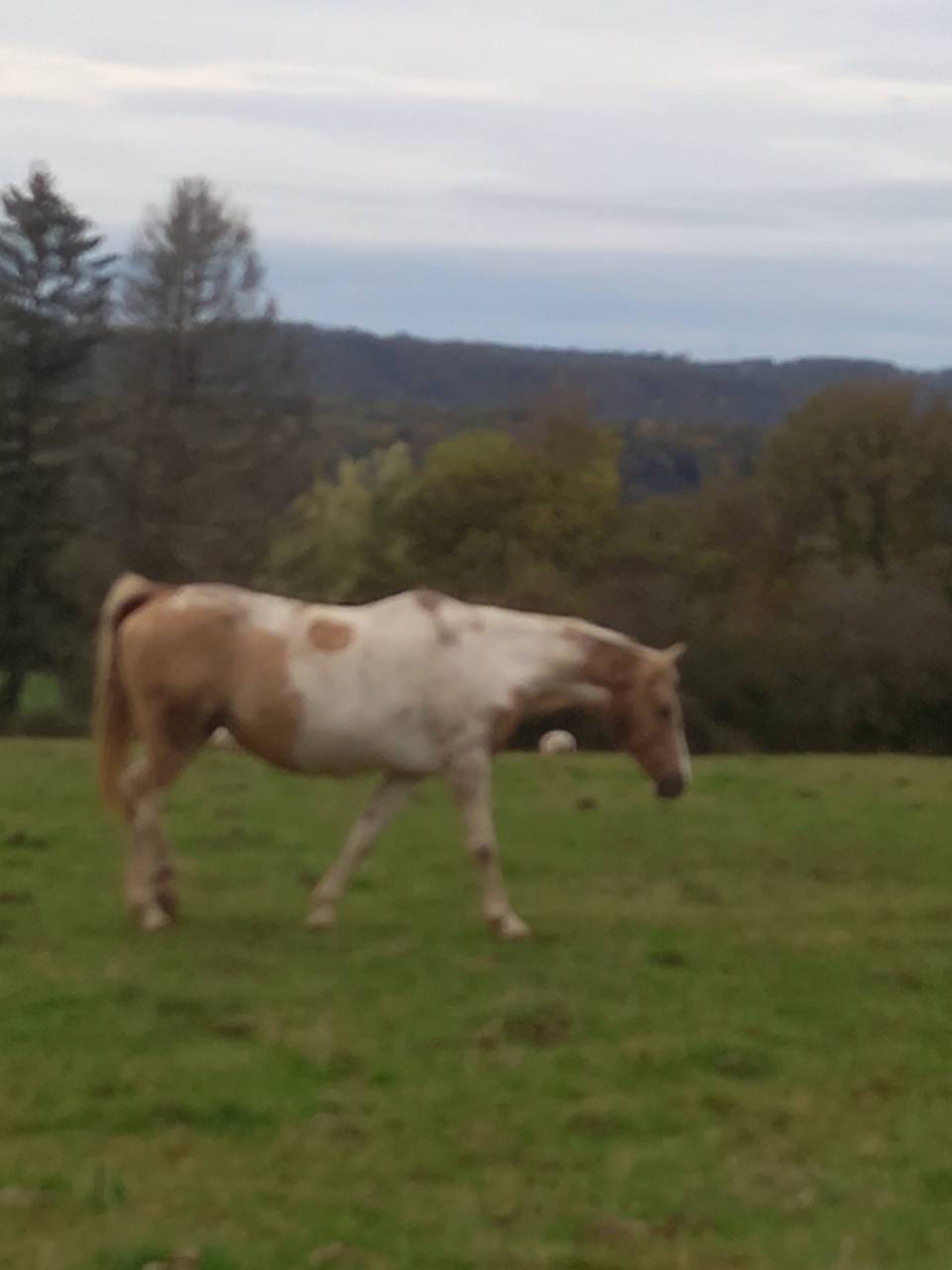 Jument  Pie Alzane clair Tobiano  BAISSE DE PRIX!!!